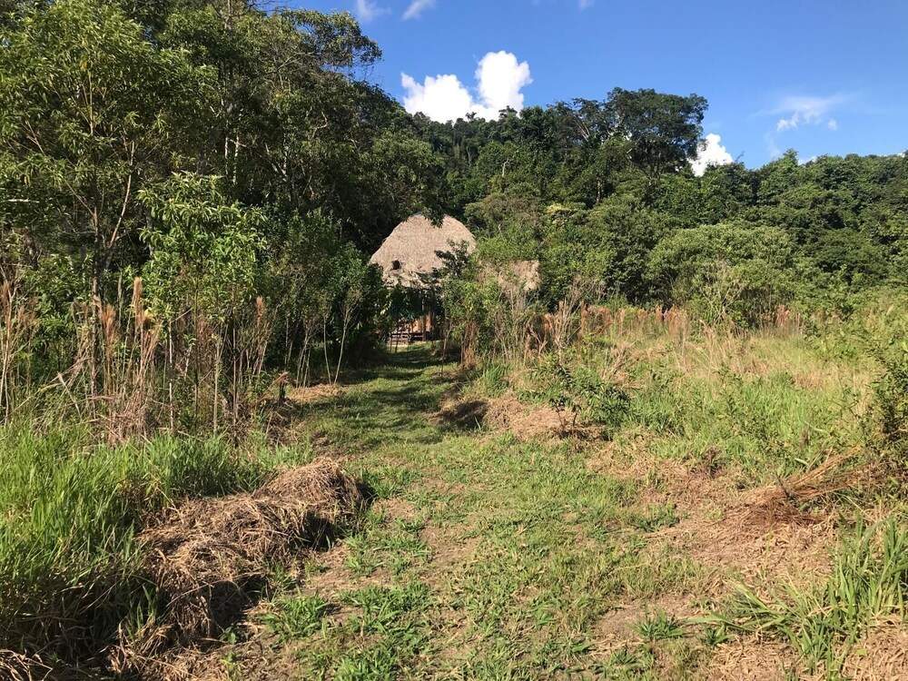 Ayahuaska
