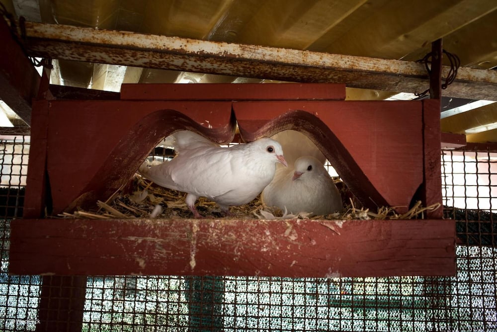 Photo 42