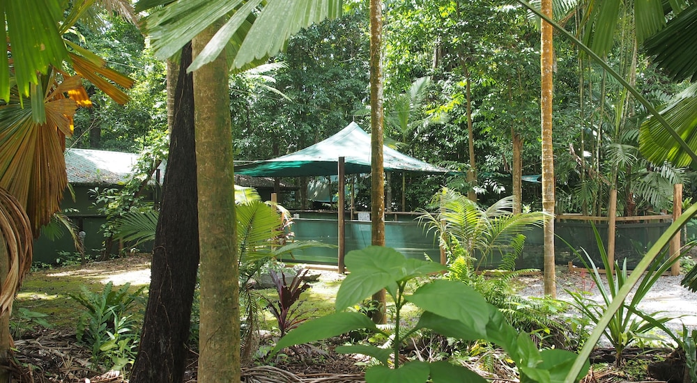 Daintree Crocodylus