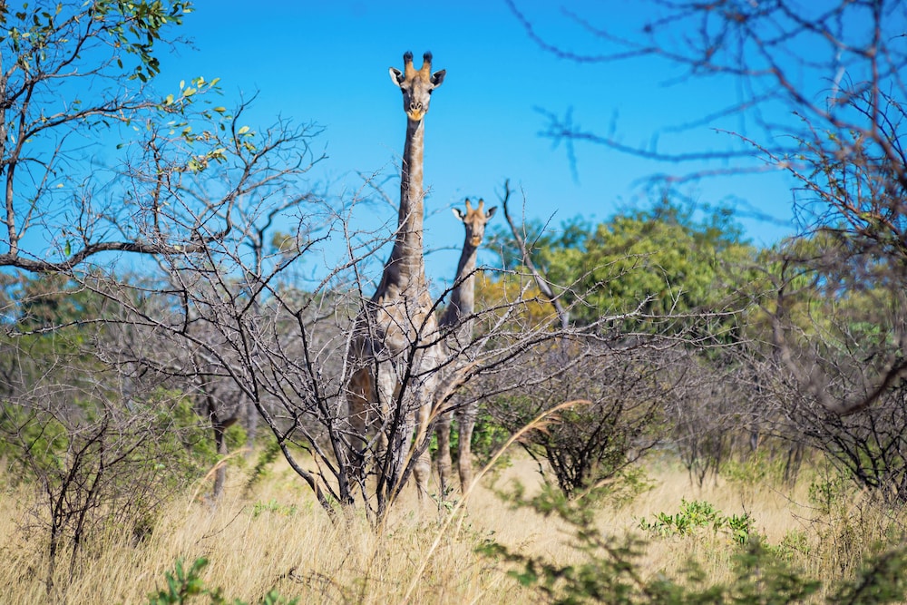 Dakeni Game Farm