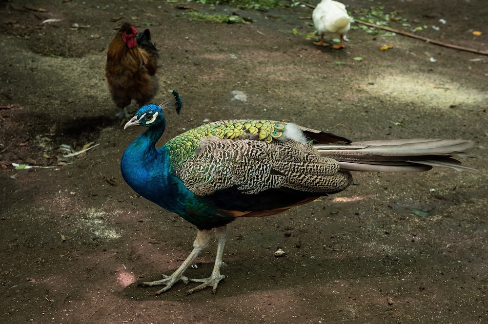 Photo 40