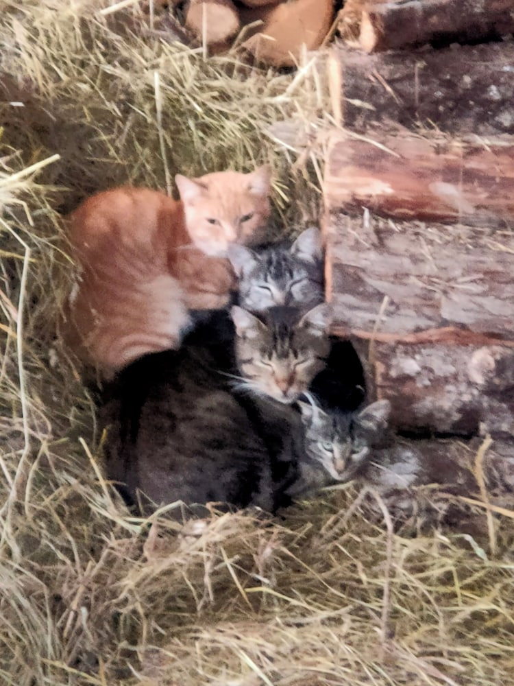 Les Chatougoulis