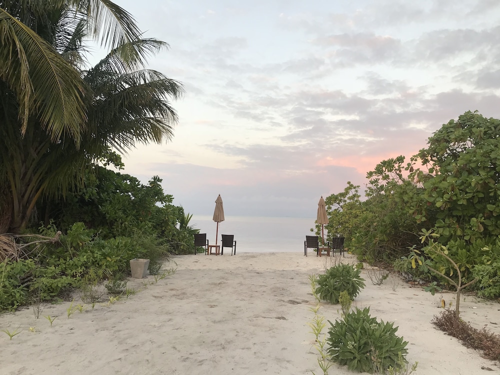 Olive Goidhoo