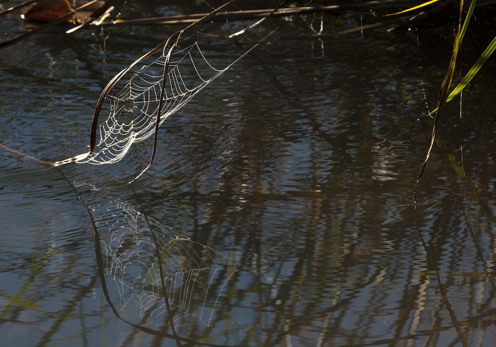 Whispering Waters
