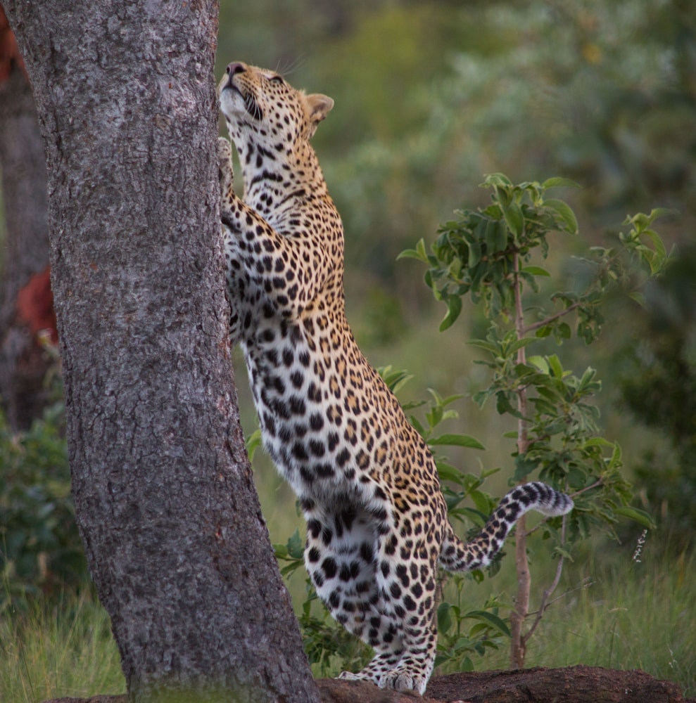 Makweti Safari Lodge