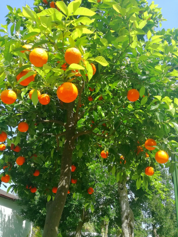 Dervişhan Pansiyon