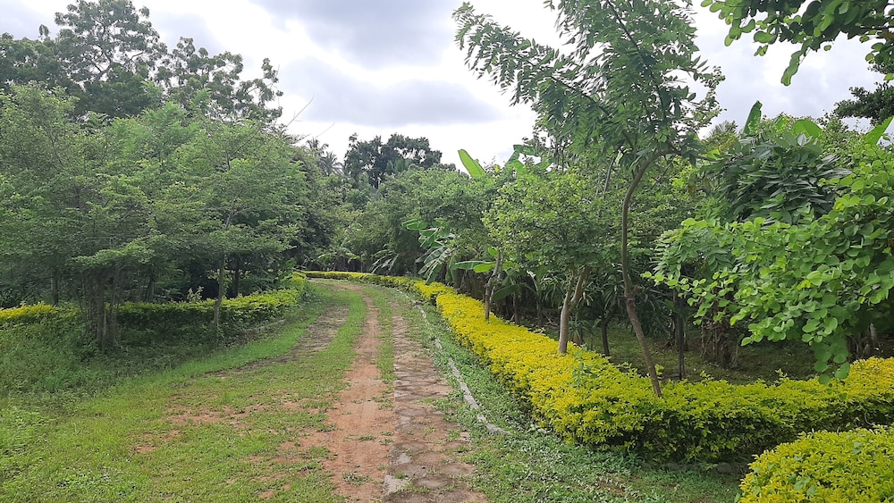 Yala Treetop Lake