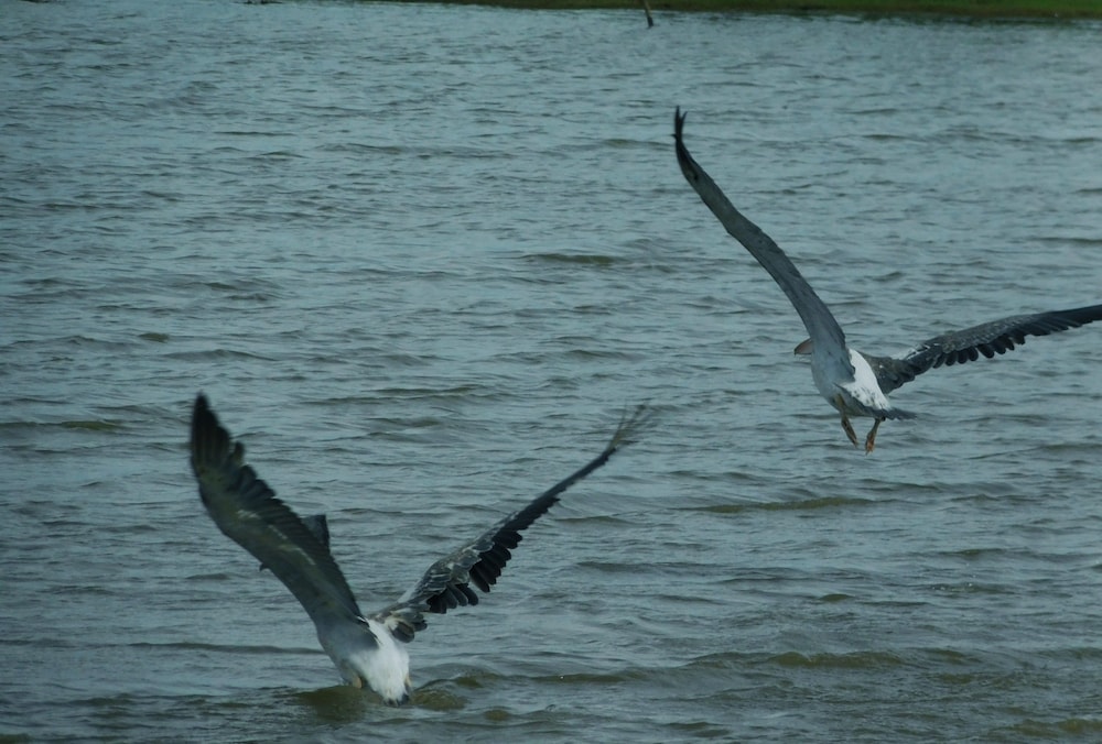 Yala Avian Eye Safari
