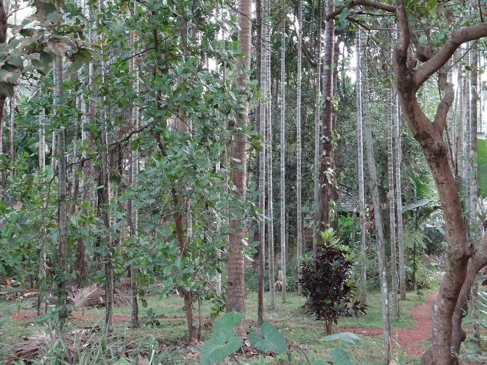 Dudhsagar Plantation