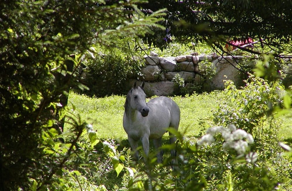 The Inn on the Horse Farm view 4