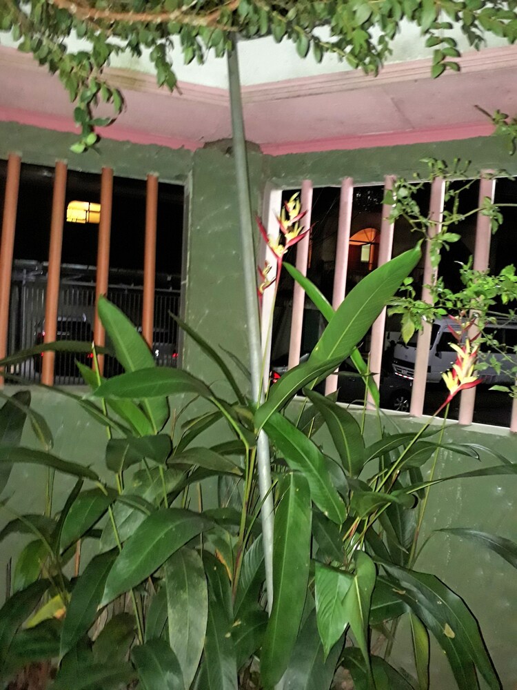 Arenal Volcano - Costa Rica Vacations - Sunset Inn Valle del Volcan - Property Image 45