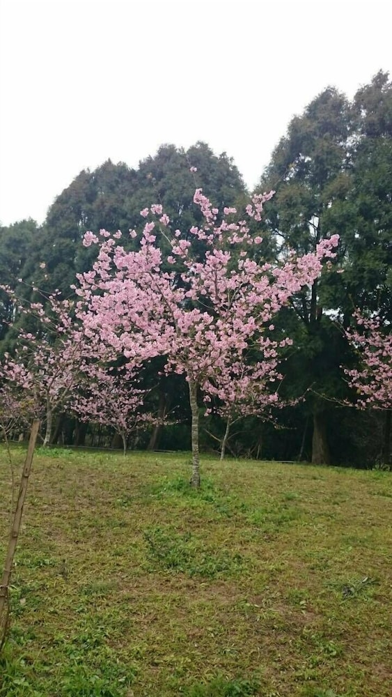 Photo 42