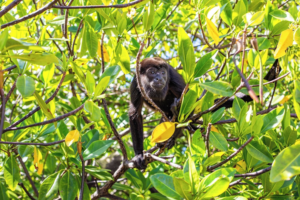 Urraca Monkey Island Eco Resort