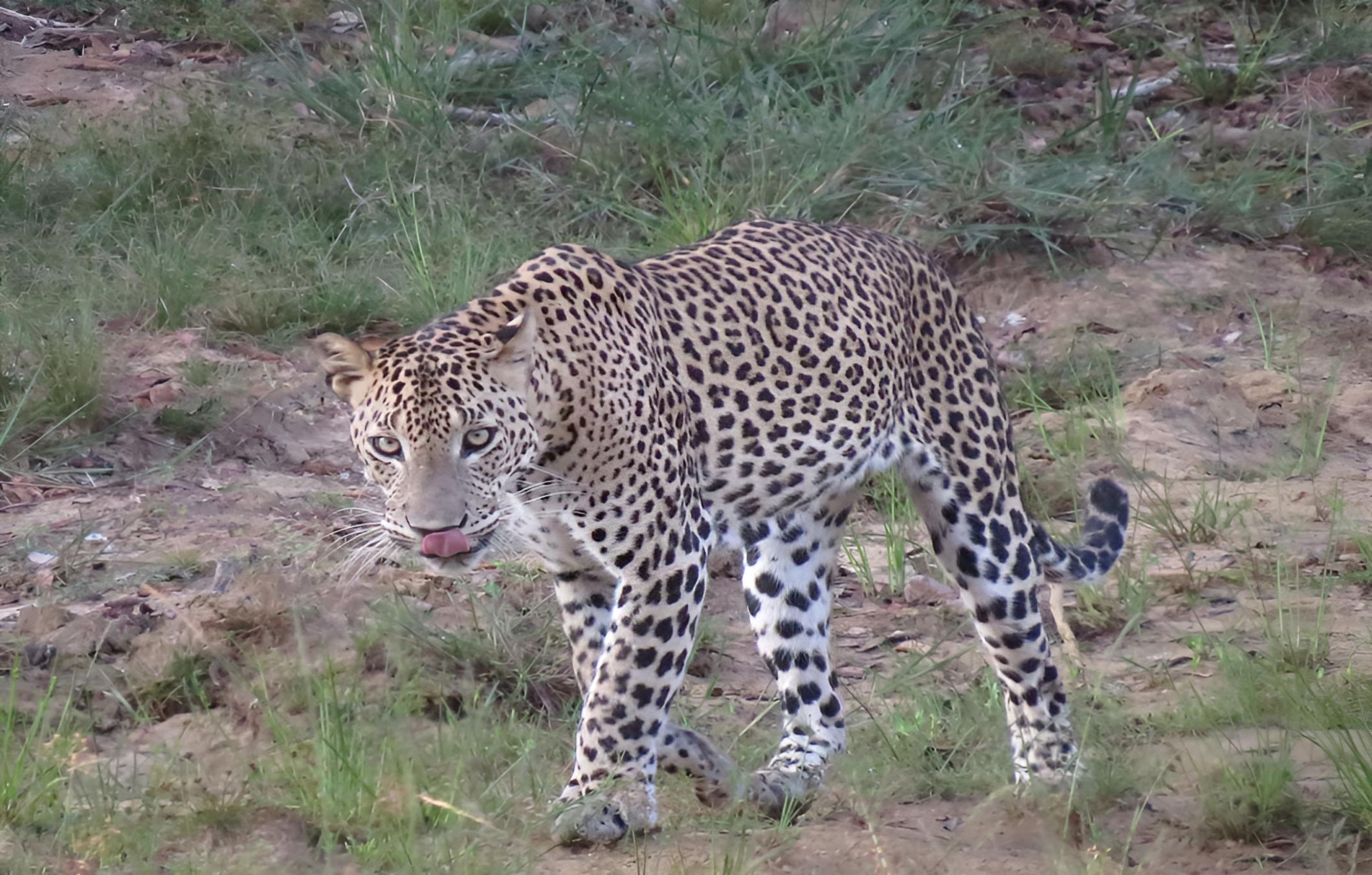 Ruhunu Safari Camping