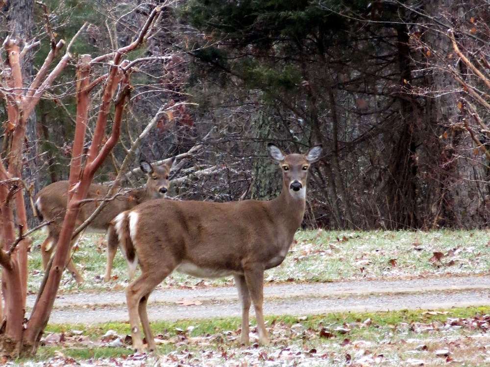 Monterey Vacations - Garden Inn Bed  Breakfast at Bee Rock - Property Image 37