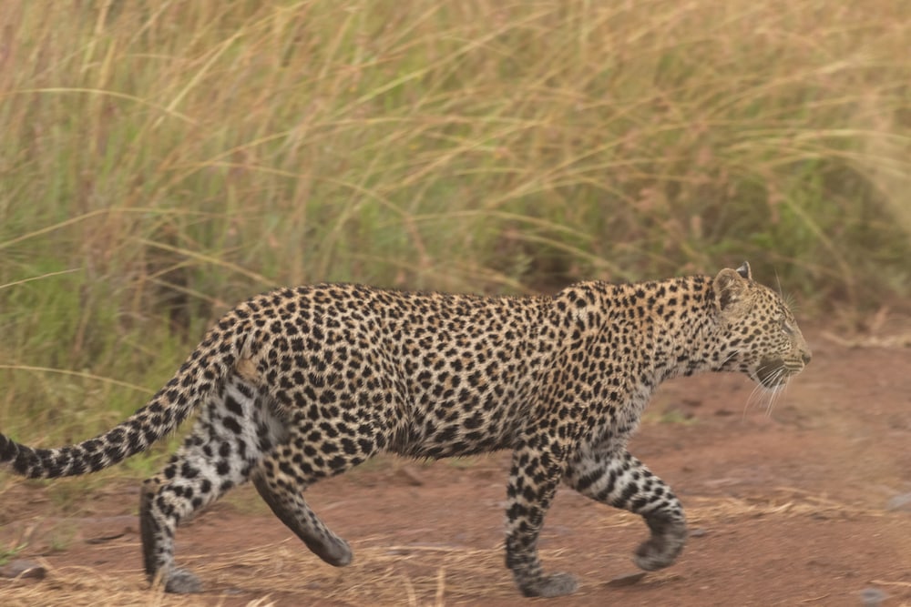 Black Rhino Game Lodge