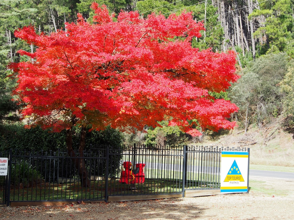 Porepunkah Pines Holiday Park