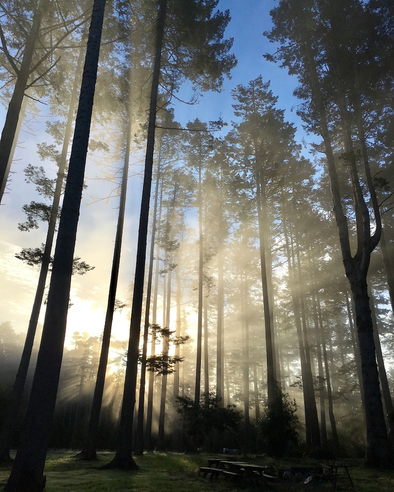 Mendocino Grove 17
