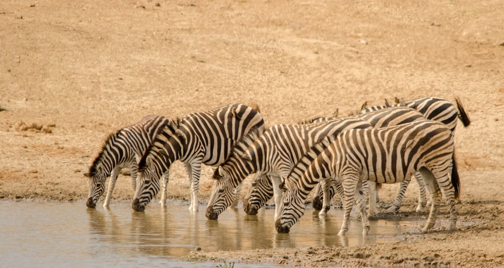 Elandela Private Game Reserve & Luxury Lodge