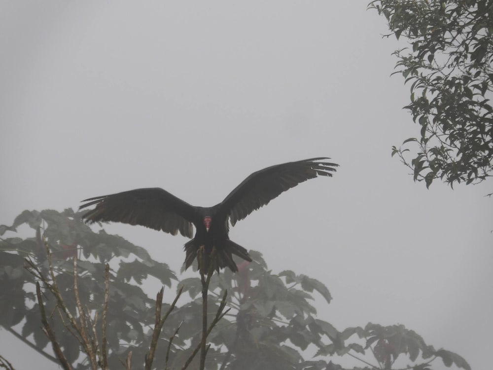 Pura Vidaville - Toucan's Nest