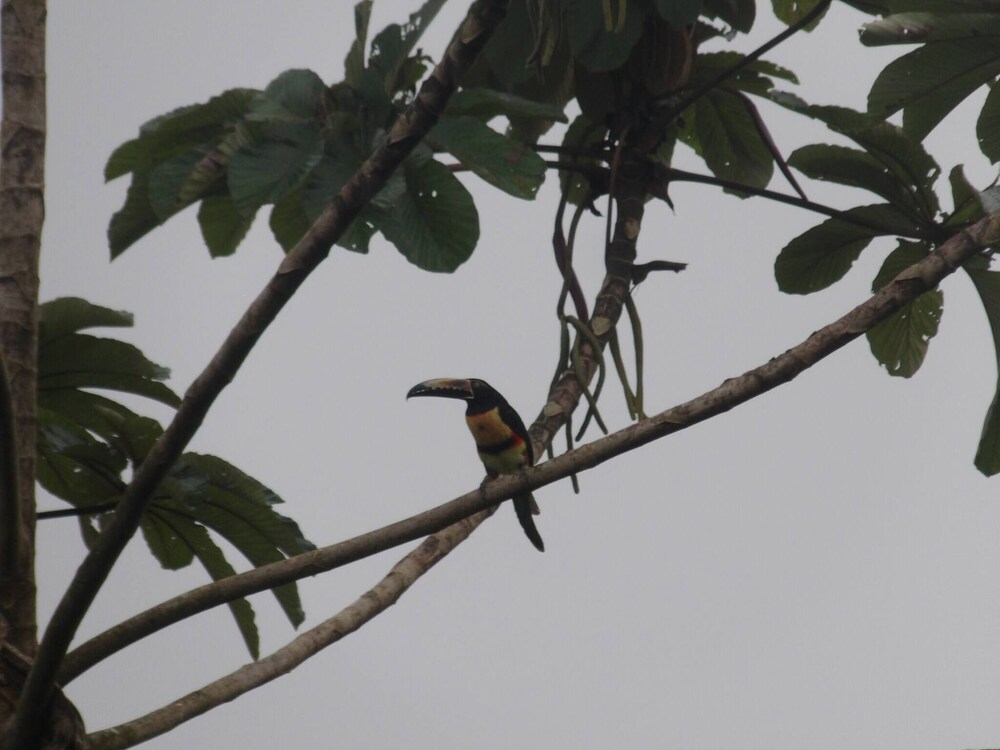 Pura Vidaville - Toucan's Nest