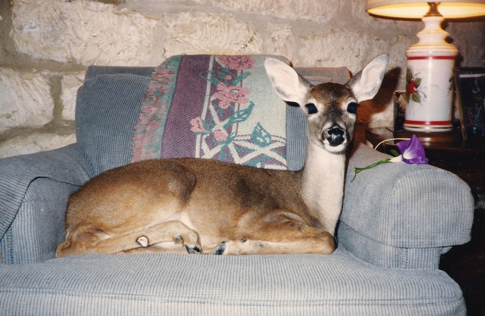 Photo 41