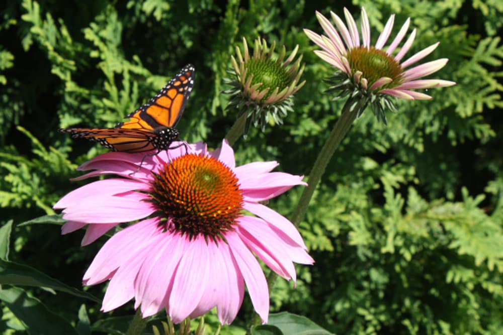 Monterey Vacations - Garden Inn Bed  Breakfast at Bee Rock - Property Image 66