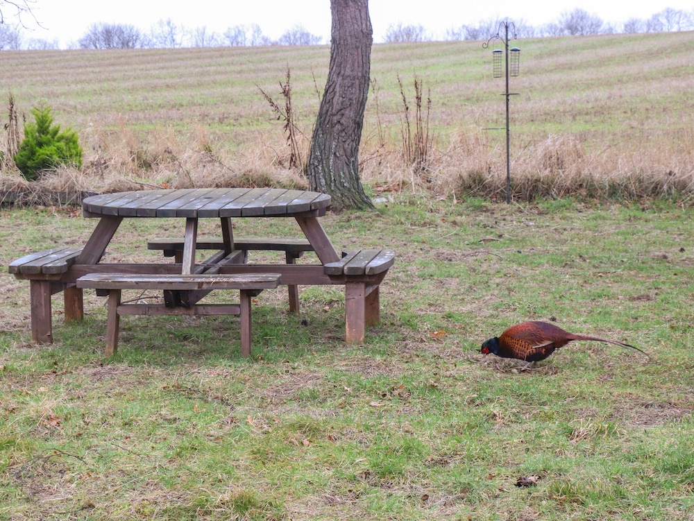 Woodpecker Lodge