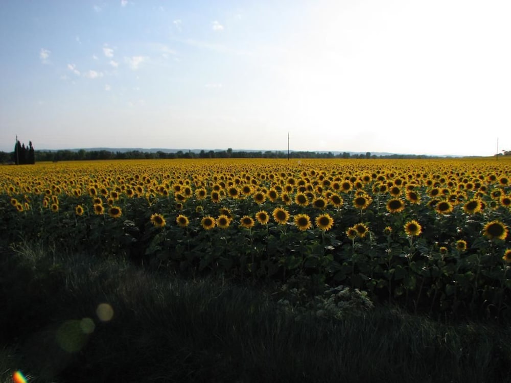 Domaine Saint-Joly