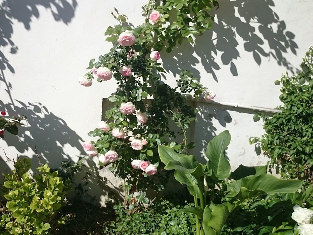 Photo 31