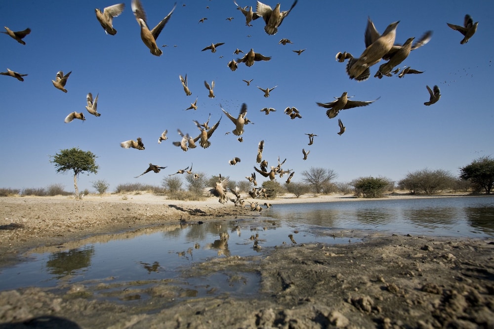 Grassland Safari Lodge