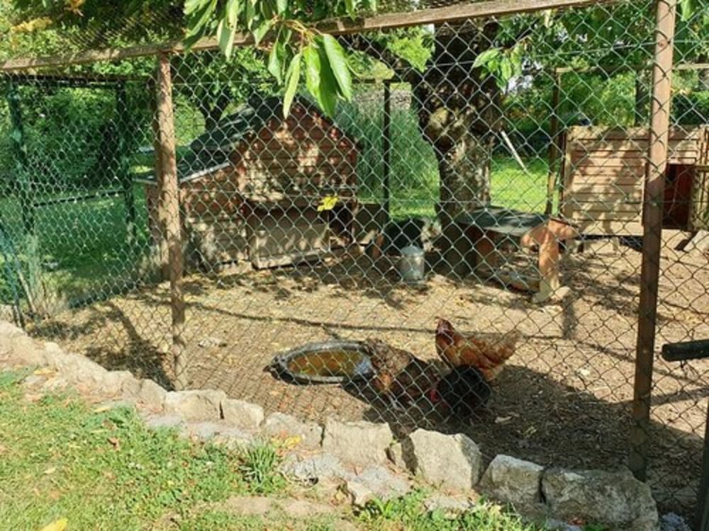 Photo 11