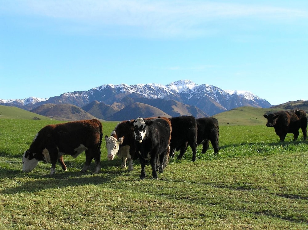 Pahau Downs High Quality Farmstay view 4