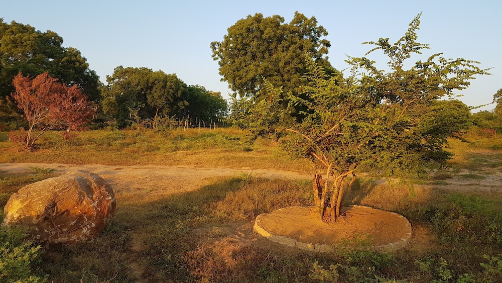 Wild Panthera Yala