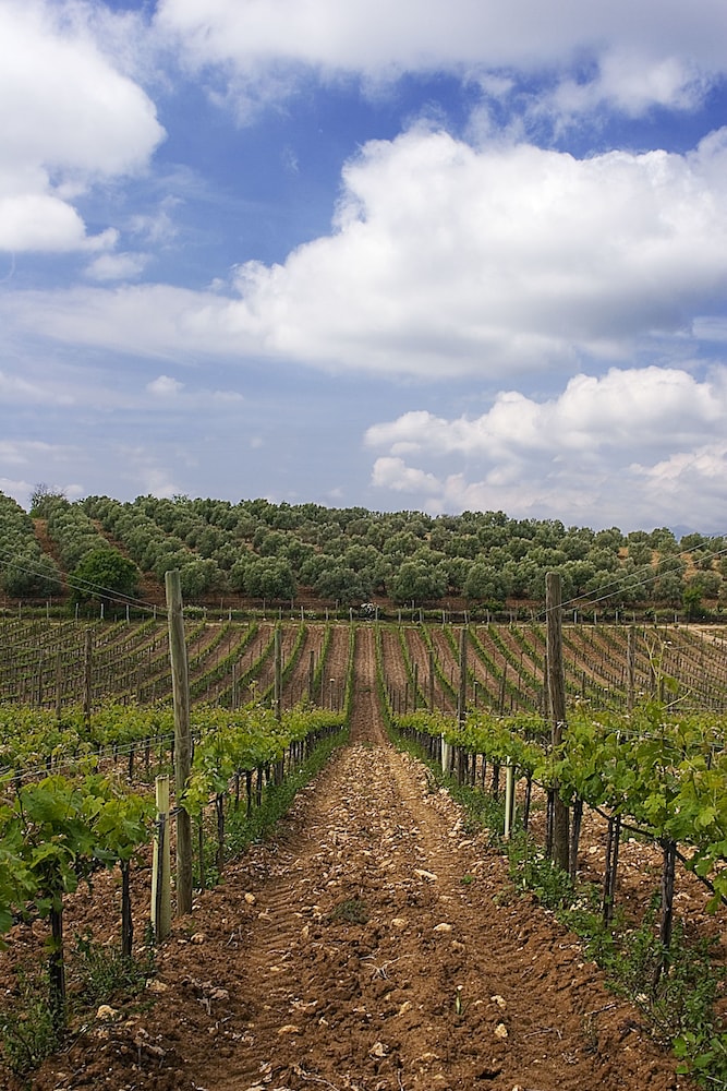 Bodega Doña Felisa