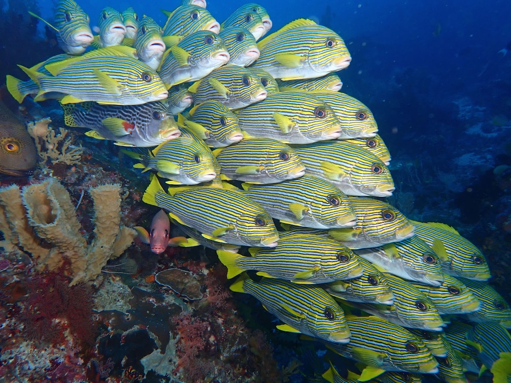 ANDAU DIVE RESORT - RAJA AMPAT