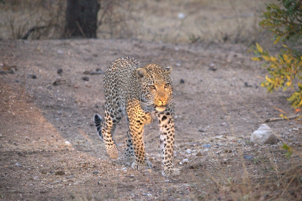 Karongwe - River Safari Lodge