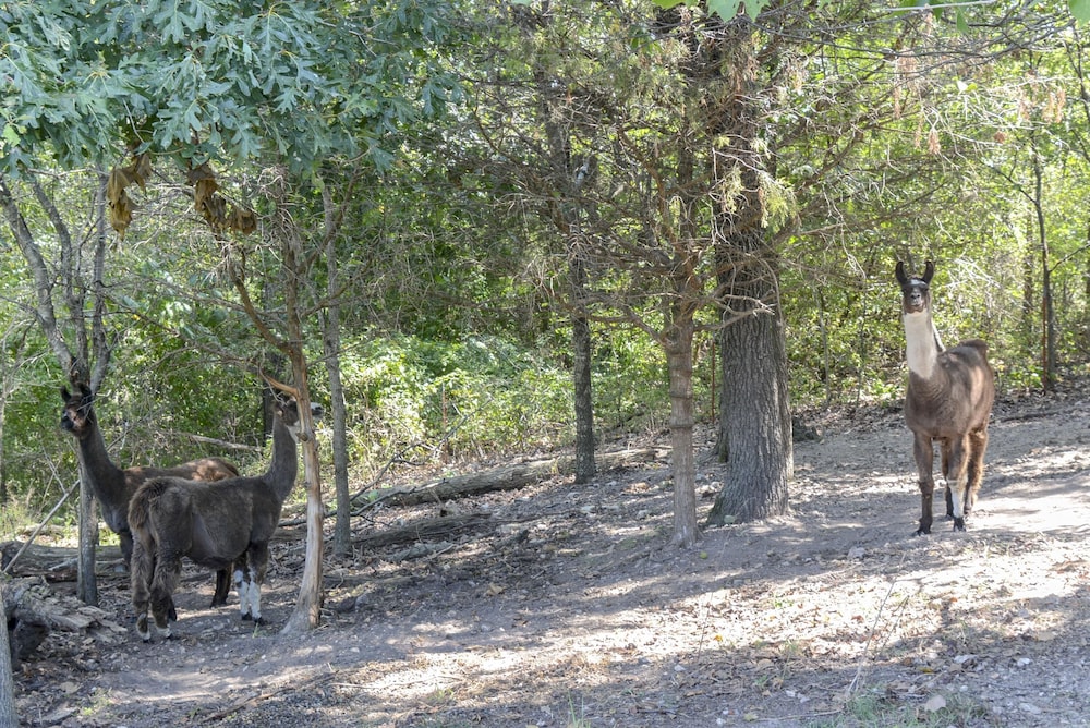 Omaha Vacations - Llama House - Property Image 1