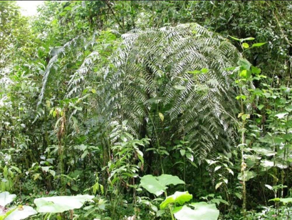 Bosque de Paz