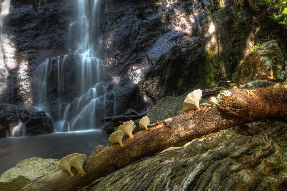 Binna Burra Sky Lodges 19