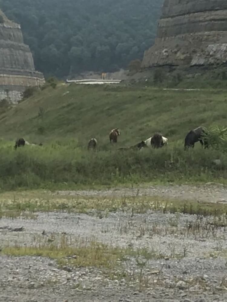 Fox Run Resort view 4