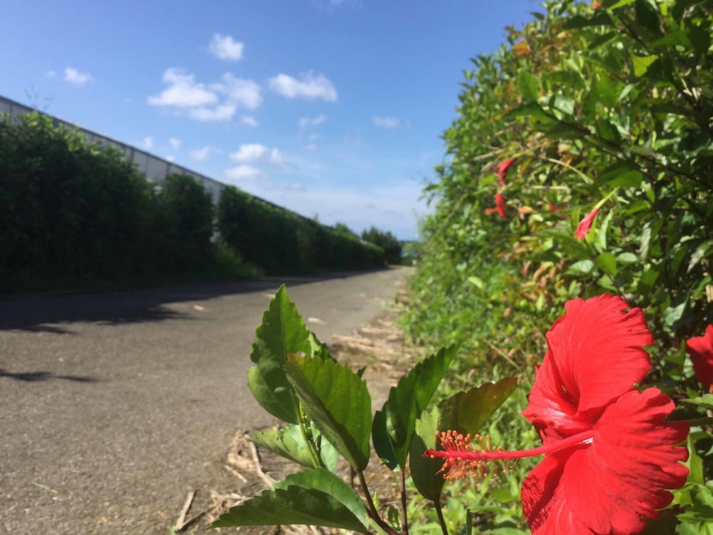 Matayoshi Coffee Farm