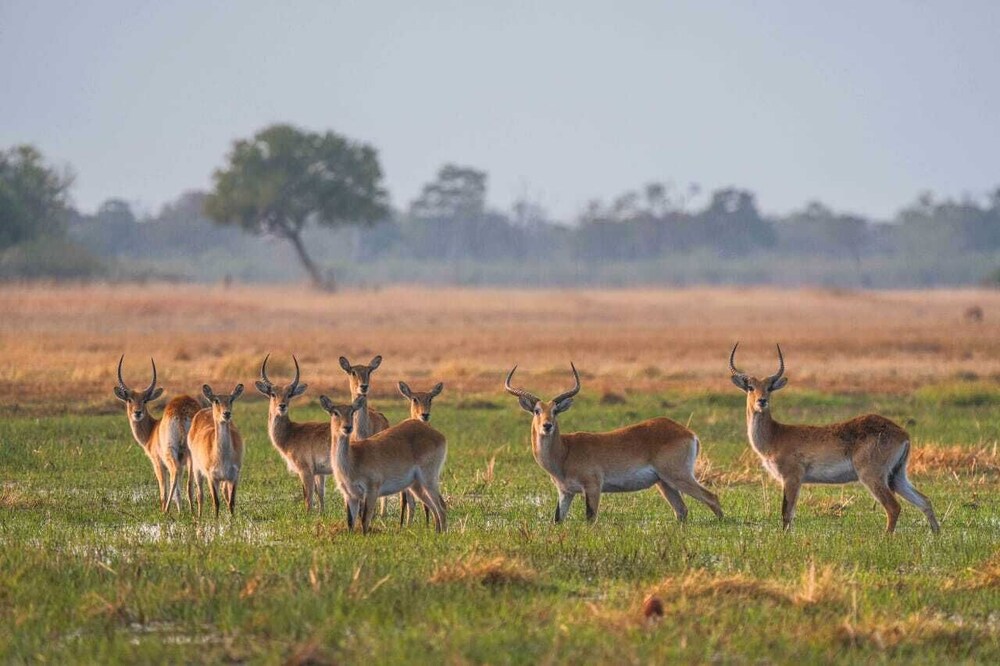Khwai Mokoro Safaris and Campsites