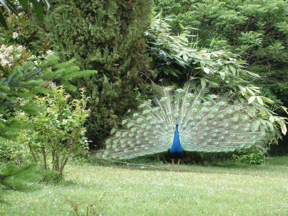 La Faisanderie en Saint-Florent-sur-Cher — other