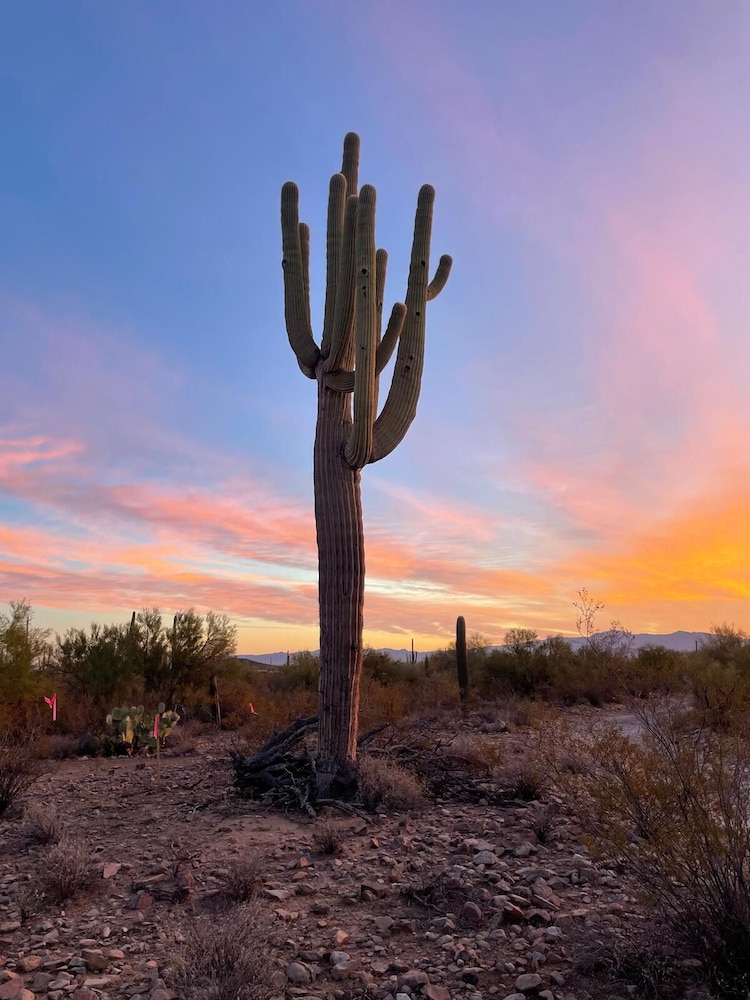 SaguaroGlamp