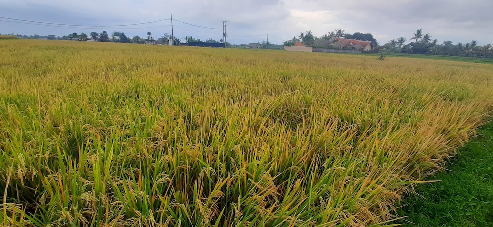 Ajik Guest House
