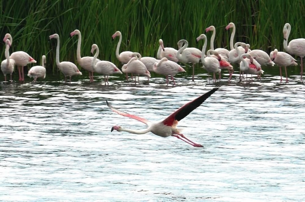 Flamingo Villa at Beach - Pool - Luxury - Solar Back Up