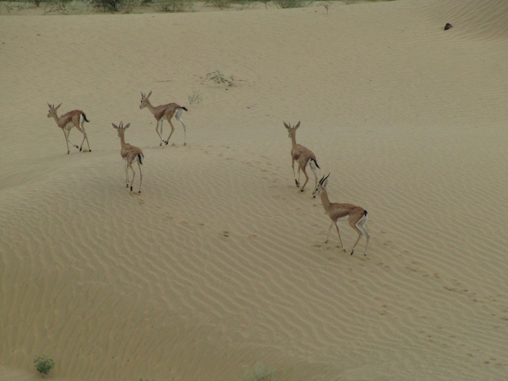 Dhora Desert Resort & Spa By Eight Continents