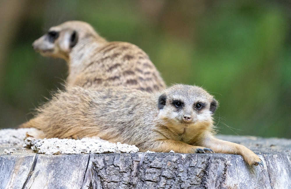 Luxuszelt im Serengeti Park