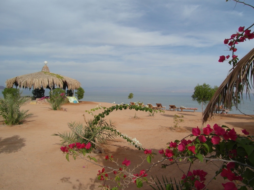 Bedouin Star